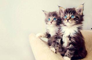 娱乐吃瓜酱小猫睡在哪里,揭秘萌宠的温馨睡眠角落  第1张