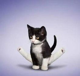 娱乐吃瓜酱小猫睡在哪里,揭秘萌宠的温馨睡眠角落  第3张